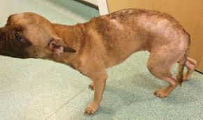 Image result for Banbury Bulldogs