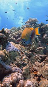 Image result for Chlorurus gibbus