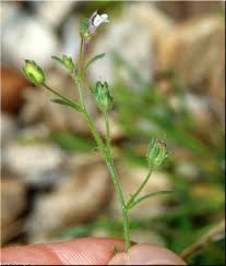 Attēlu rezultāti vaicājumam “Microrrhinum minus”