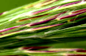 Attēlu rezultāti vaicājumam “Phragmites communis leaf”