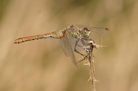 Attēlu rezultāti vaicājumam “Sympetrum sanguineum female”