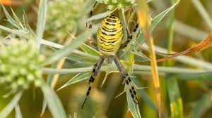 Attēlu rezultāti vaicājumam “Argiope bruennichi”