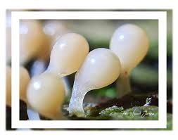 Attēlu rezultāti vaicājumam “Hemitrichia clavata stalked”