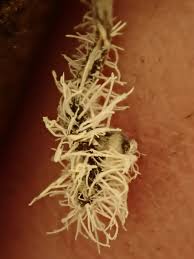 Attēlu rezultāti vaicājumam “Tilachlidium brachiatum”