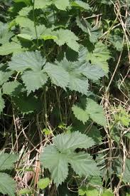 Attēlu rezultāti vaicājumam “Humulus lupulus leaf”