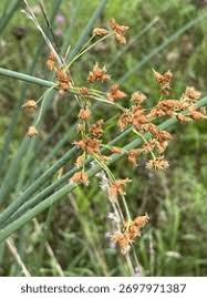Attēlu rezultāti vaicājumam “Schoenoplectus lacustris subsp. glaucus flower”
