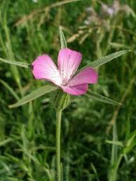 Image result for Kornrade