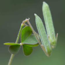 Attēlu rezultāti vaicājumam “Oxalis corniculata fruit”