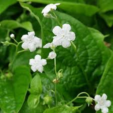 Attēlu rezultāti vaicājumam “Omphalodes verna leaf”