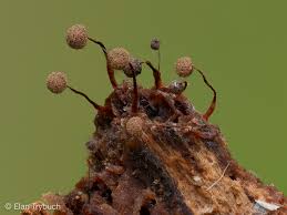 Attēlu rezultāti vaicājumam “Cribraria sp.”