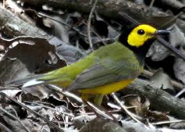 Image result for Wilsonia citrina