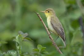 Image result for Hippolais polyglotta