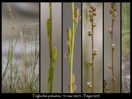 Attēlu rezultāti vaicājumam “Triglochin palustre fruit”