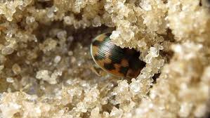 Attēlu rezultāti vaicājumam “Omophron limbatum”