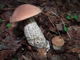 Attēlu rezultāti vaicājumam “Leccinum versipelle”