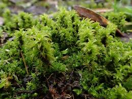 Attēlu rezultāti vaicājumam “Heterotrichia pomiformis (syn. Arcyria pomiformis) macro”