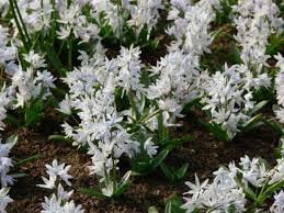 Attēlu rezultāti vaicājumam “Scilla siberica leaf”
