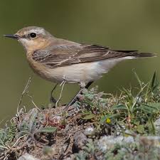 Attēlu rezultāti vaicājumam “Oenanthe oenanthe female”