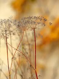 Attēlu rezultāti vaicājumam “Anethum graveolens leaf”