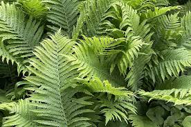 Attēlu rezultāti vaicājumam “Matteuccia struthiopteris”