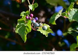 Attēlu rezultāti vaicājumam “Vitaceae”