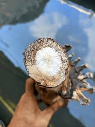 Attēlu rezultāti vaicājumam “Coniophora puteana”