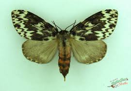 Attēlu rezultāti vaicājumam “Lymantria monacha imago”