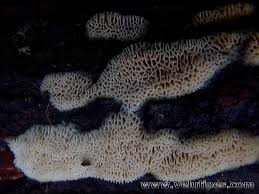 Attēlu rezultāti vaicājumam “Antrodia mellita”