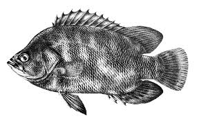 Image result for Lobotes surinamensis