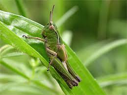 Attēlu rezultāti vaicājumam “Omocestus viridulus”