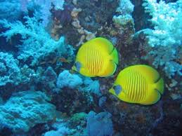 Image result for Ruislip Snorkelling Club
