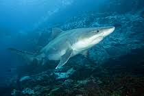 Image result for Odontaspis ferox