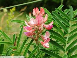 Image result for Onobrychis viciifolia