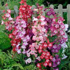Image result for Penstemon