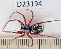 Attēlu rezultāti vaicājumam “Gnaphosidae”