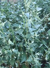 Attēlu rezultāti vaicājumam “Atriplex calotheca”