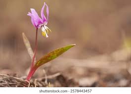 Attēlu rezultāti vaicājumam “Erythronium sibiricum flower”