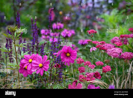 Image result for Devizes Dazzlers