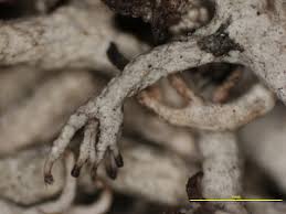 Attēlu rezultāti vaicājumam “Cladonia mitis”