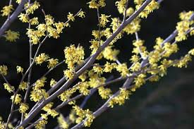 Attēlu rezultāti vaicājumam “Hamamelis japonica leaf”