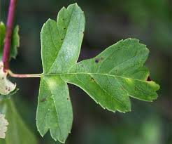 Attēlu rezultāti vaicājumam “Crataegus monogyna”