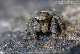 Attēlu rezultāti vaicājumam “Evarcha falcata”