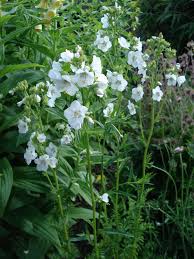 Image result for Polemonium coeruleum album