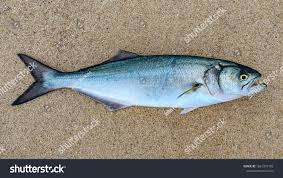 Image result for Pomatomus saltatrix