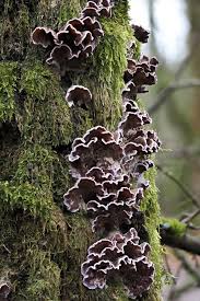 Attēlu rezultāti vaicājumam “Chondrostereum purpureum”