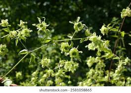 Attēlu rezultāti vaicājumam “Silene baccifera leaf”