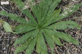 Attēlu rezultāti vaicājumam “Echium vulgare leaf”