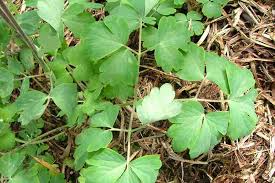 Attēlu rezultāti vaicājumam “Aquilegia vulgaris bud”