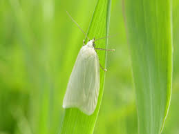 Attēlu rezultāti vaicājumam “Eana argentana”