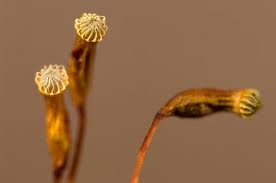 Attēlu rezultāti vaicājumam “Orthotrichum pumilum sporophyte”